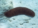 gal/Bonaire 2006/_thb_SeaCucumber5x3.jpg